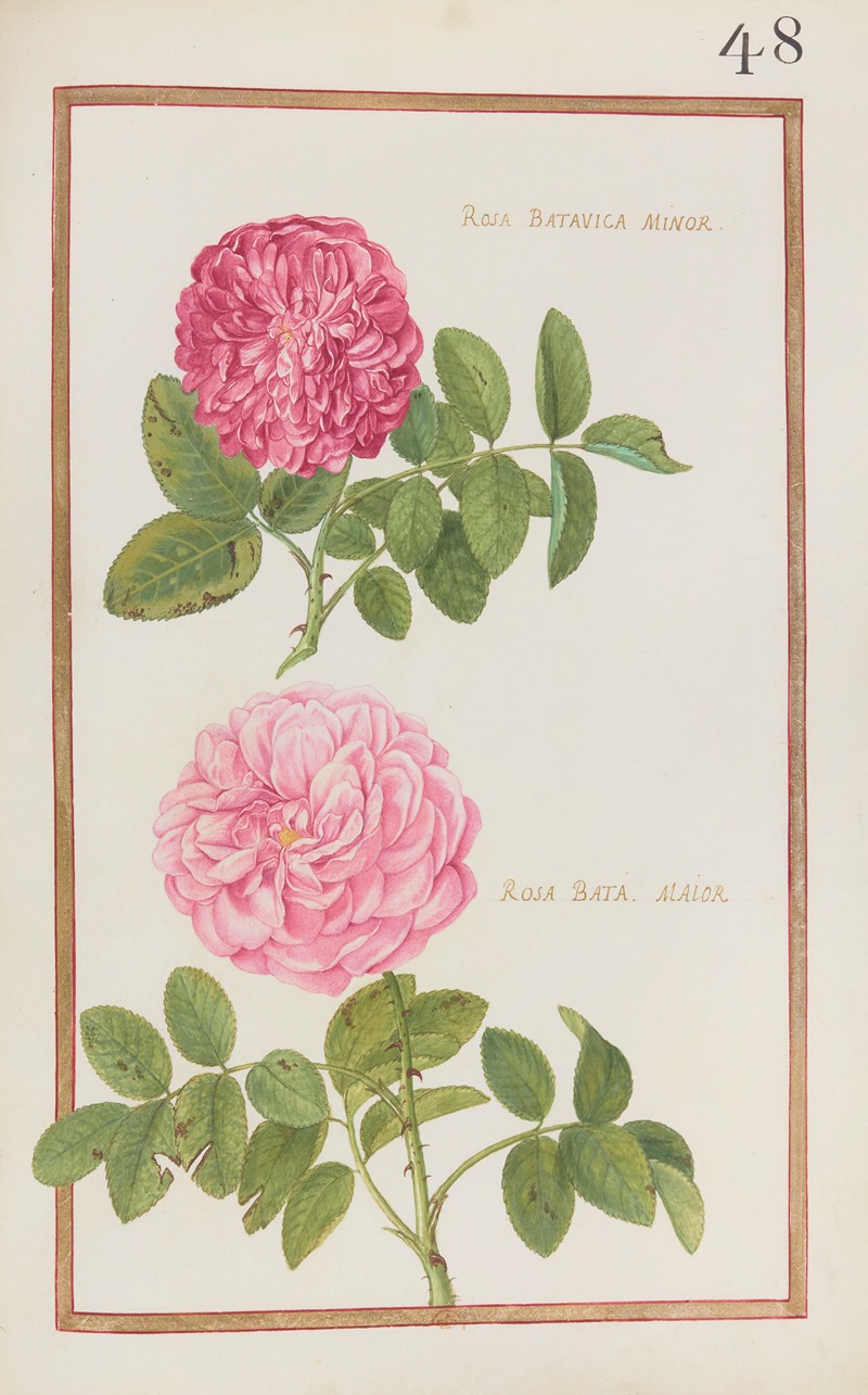 Rosa batavica minor ; rosa bata. maior — Daniel Rabel