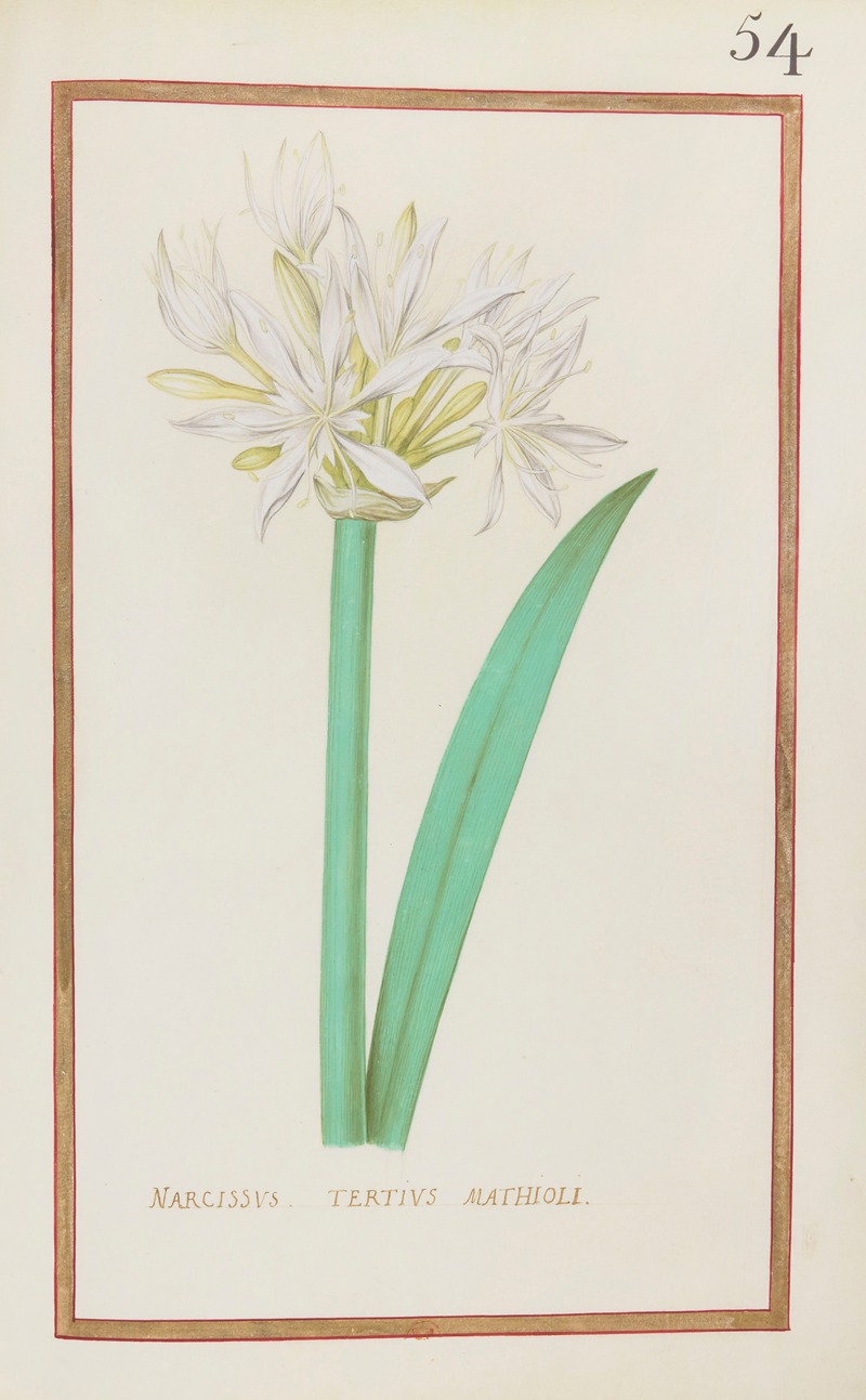Narcissus tertius mathioli by Daniel Rabel, 1624 — digital art print download