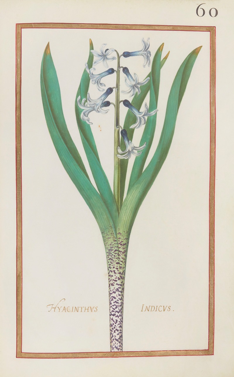 Hyacinthus indicus by Daniel Rabel, 1624 — digital art print download