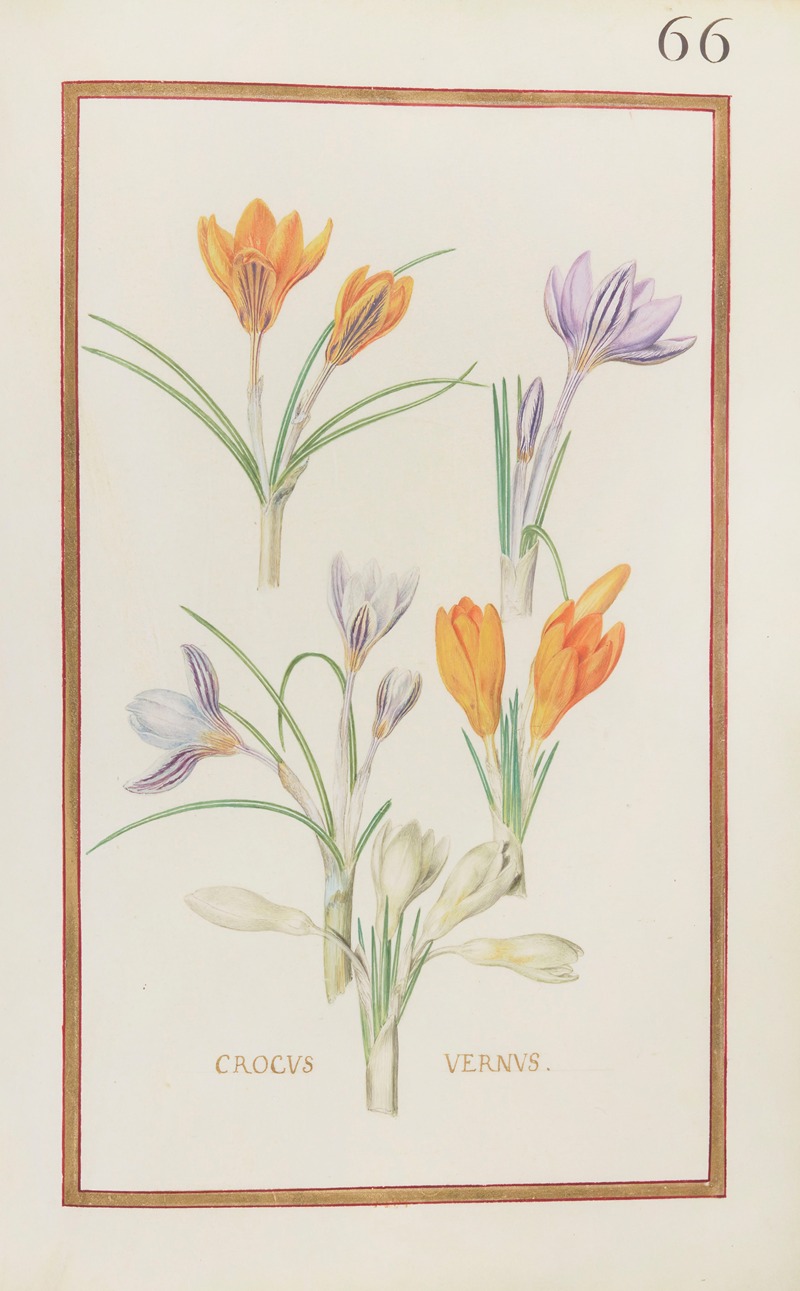 Crocus vernus by Daniel Rabel, 1624 — digital art print download
