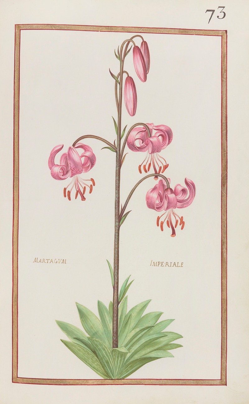 Martagum imperiale by Daniel Rabel, 1624 — digital art print download