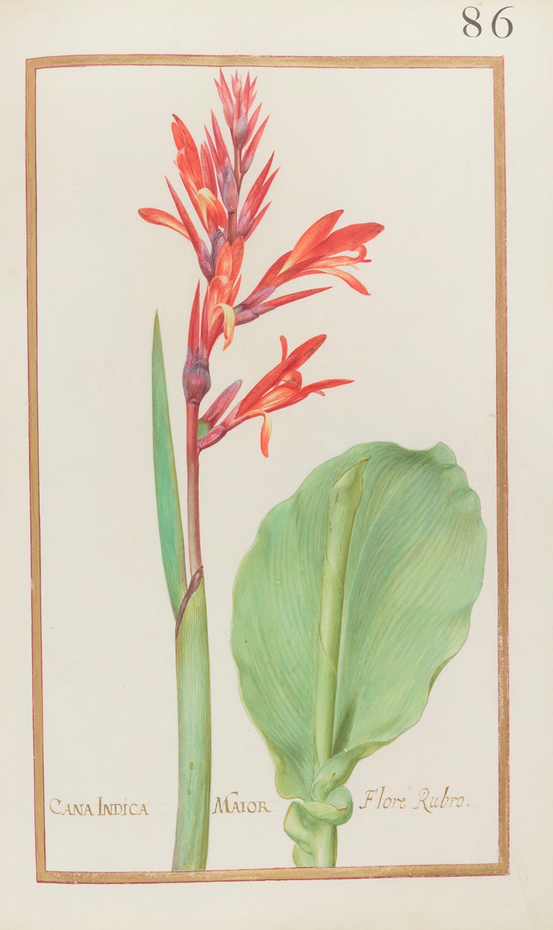 Cana indica maior floré rubro — Даниэль Рабель