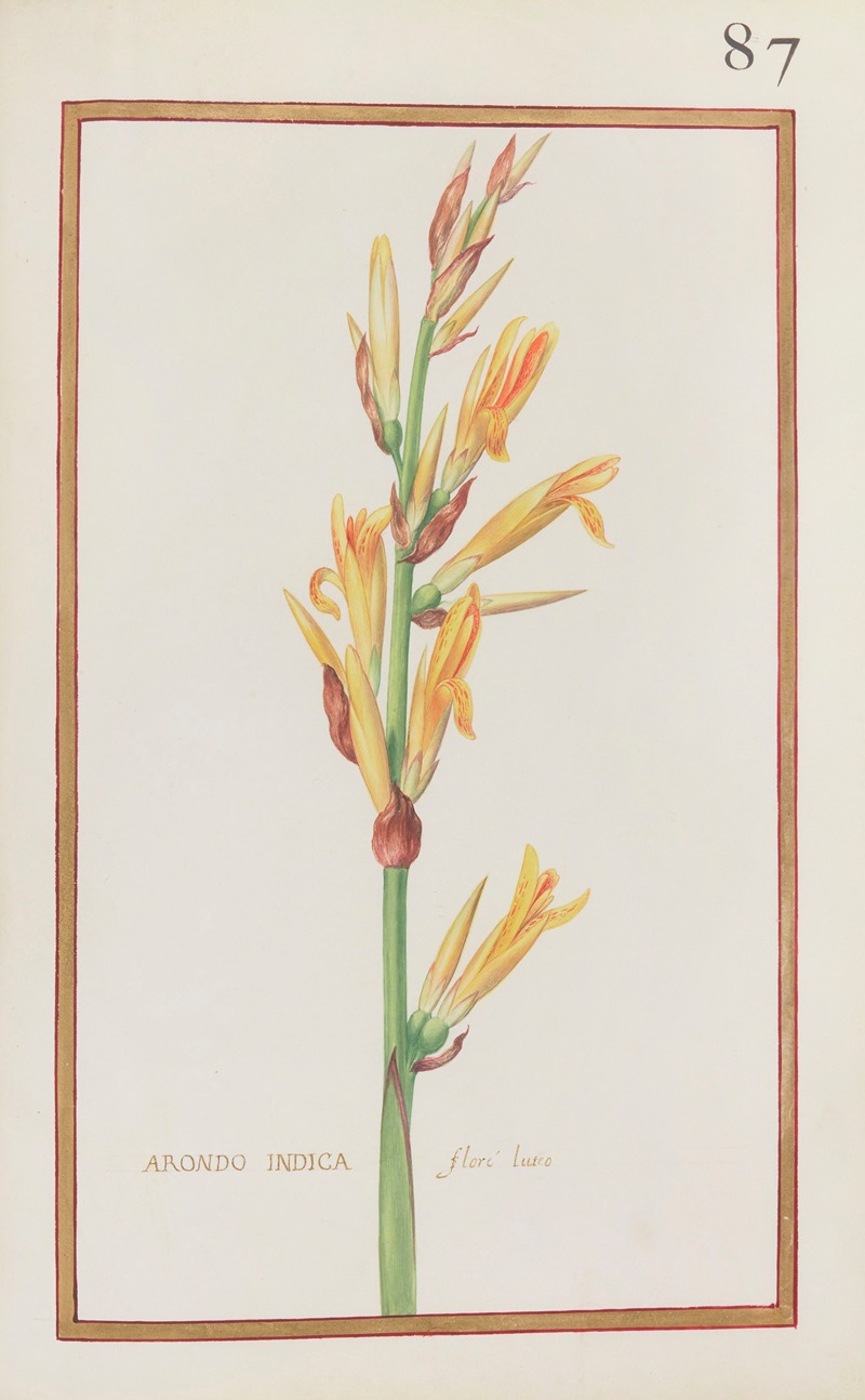 Arondo indica floré luteo by Daniel Rabel, 1624 — digital art print download