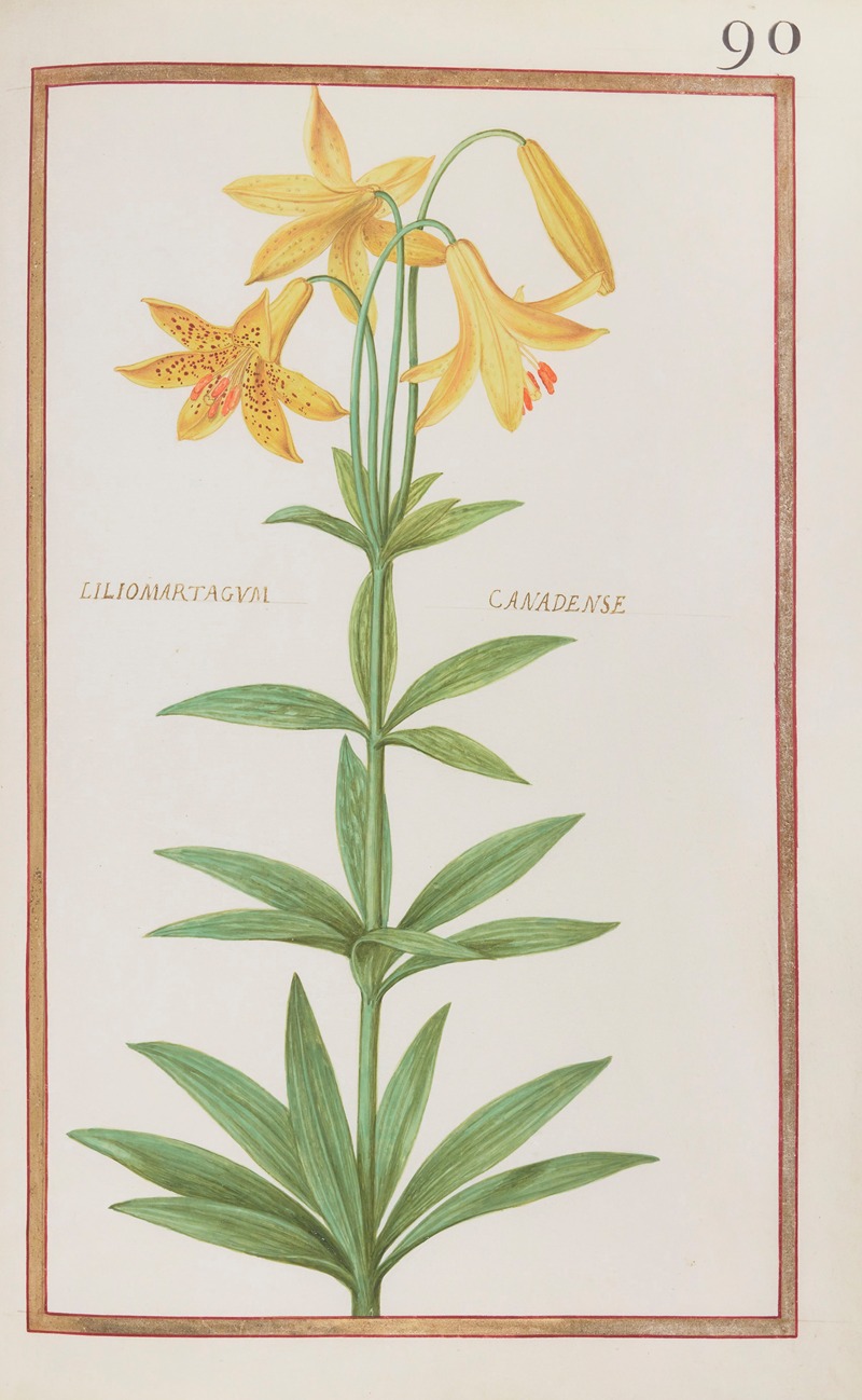 Liliomartagum canadense by Daniel Rabel, 1624 — digital art print download