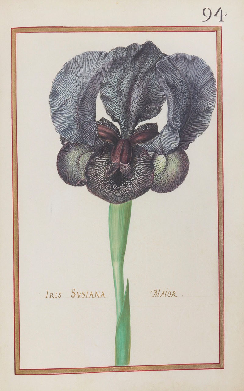 Iris susiana maior by Daniel Rabel, 1624 — digital art print download