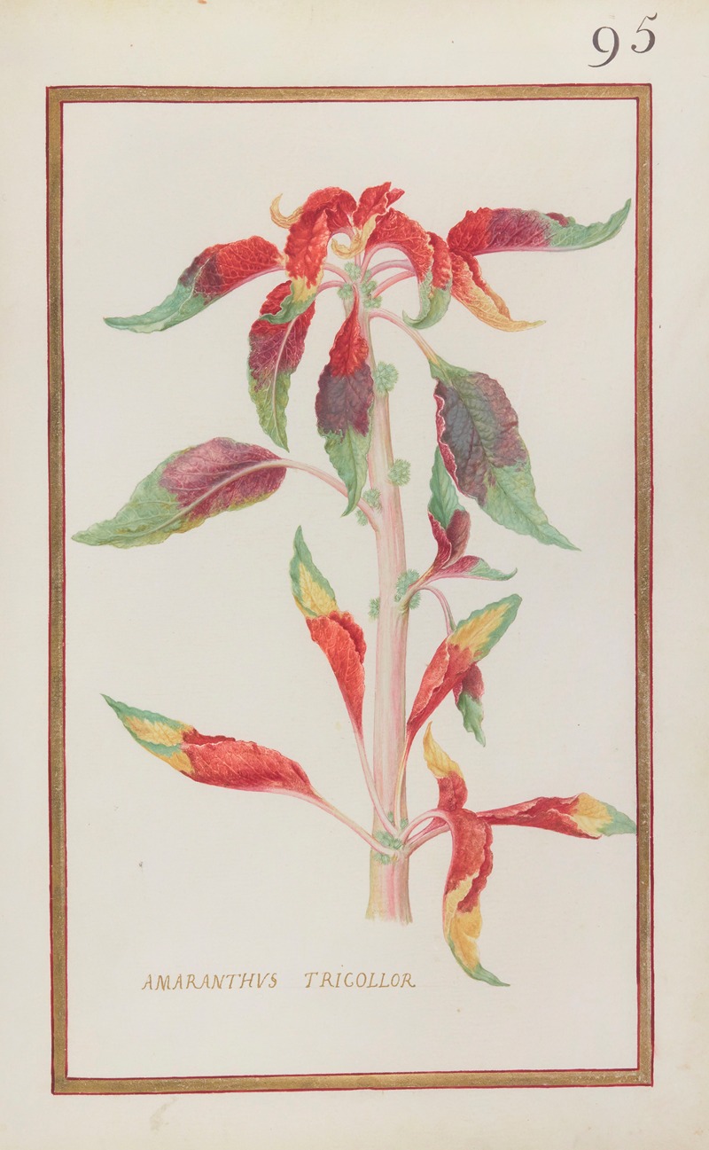 Amaranthus tricollor by Daniel Rabel, 1624 — digital art print download