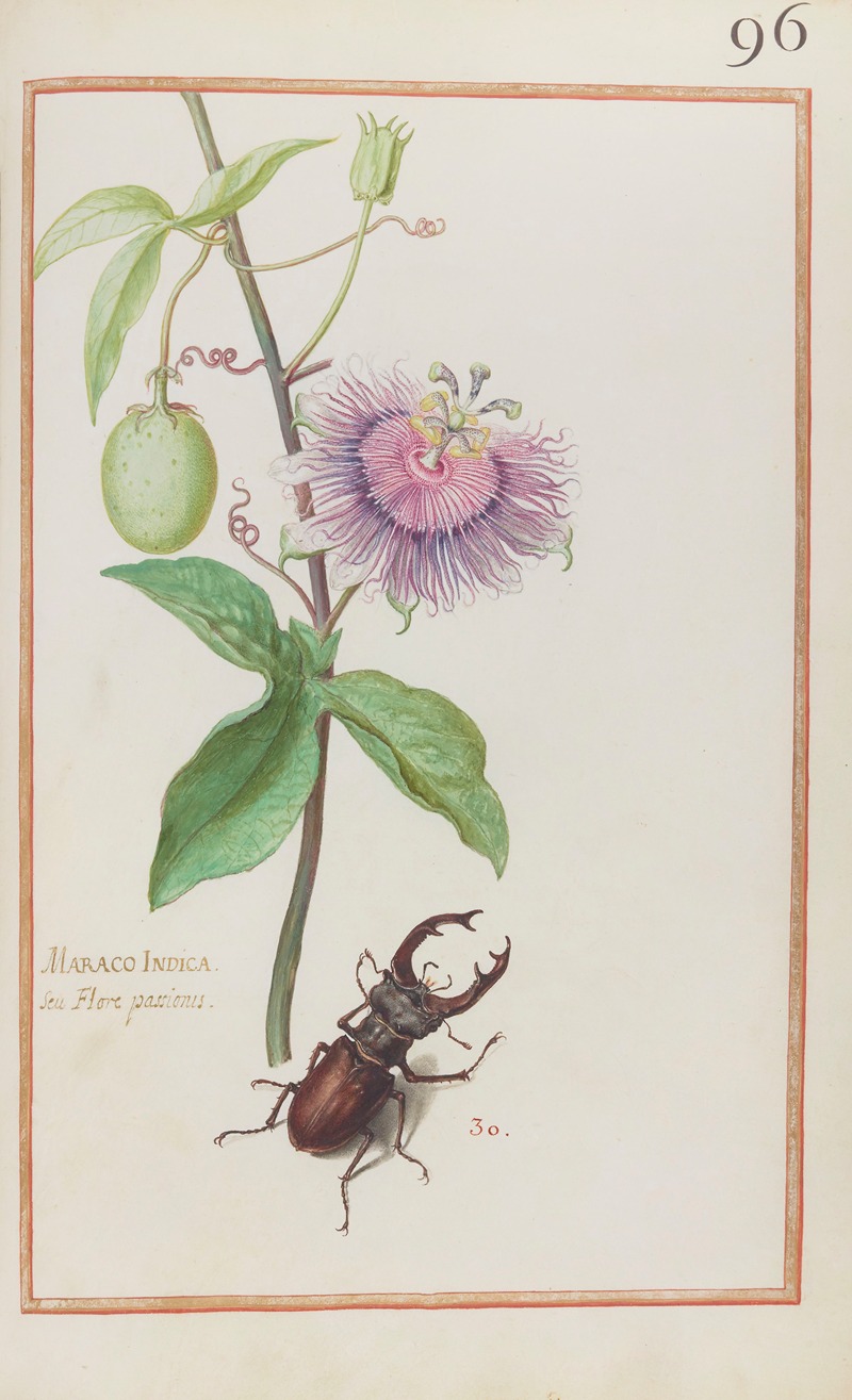 Maraco indica seu flore passionis — Даниэль Рабель