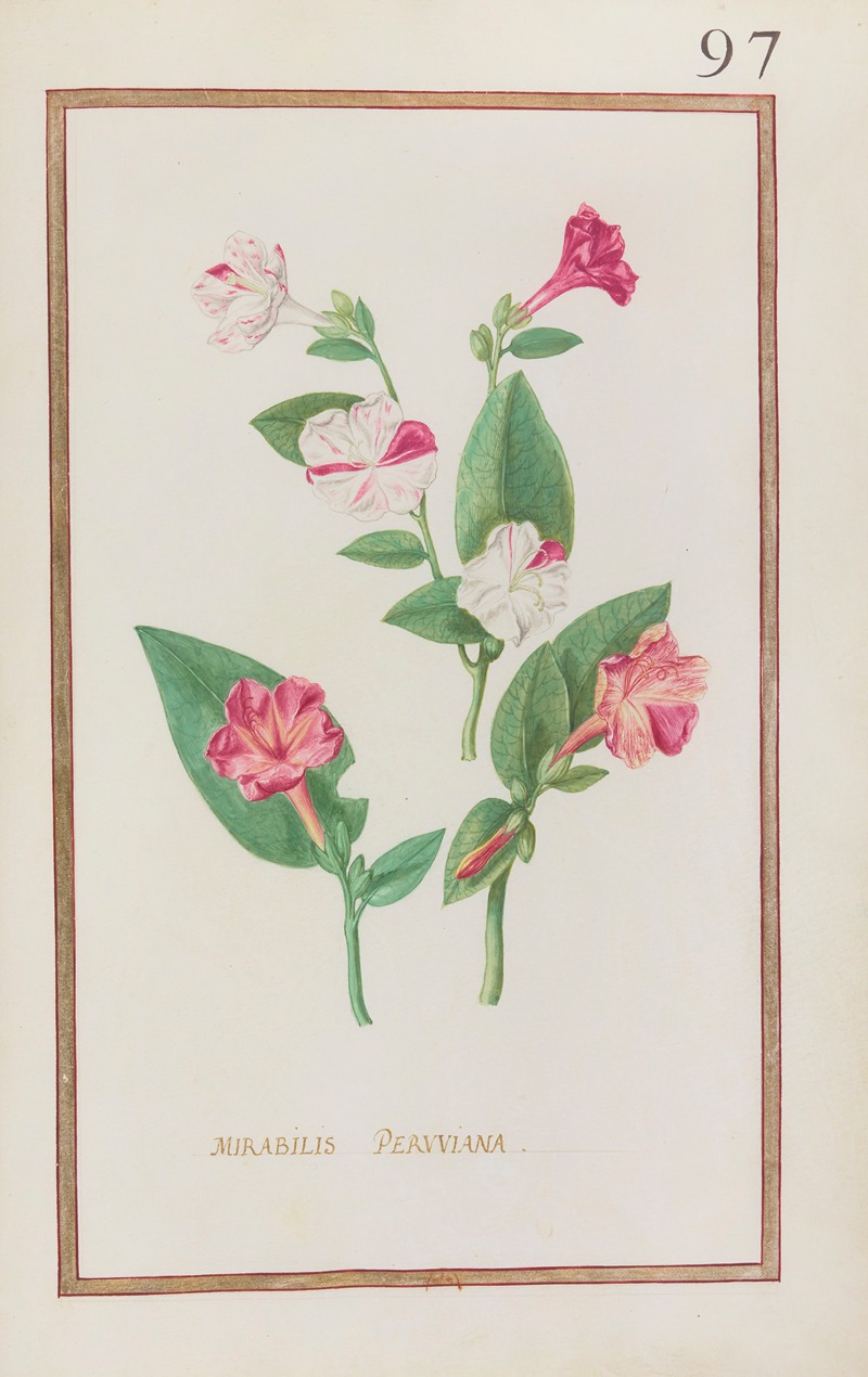 Mirabilis peruviana by Daniel Rabel, 1624 — digital art print download