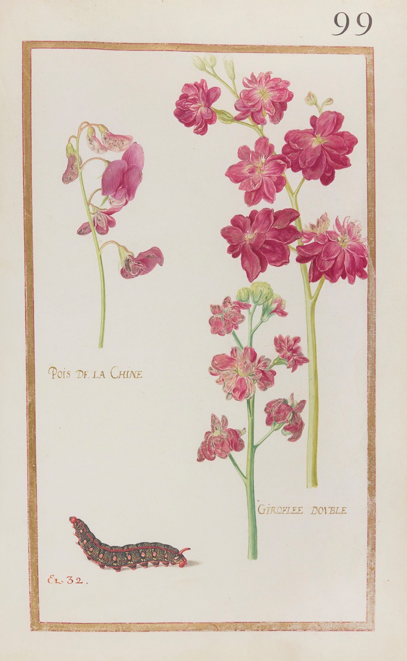 Pois de la Chine ; giroflée double by Daniel Rabel, 1624 — digital art print download
