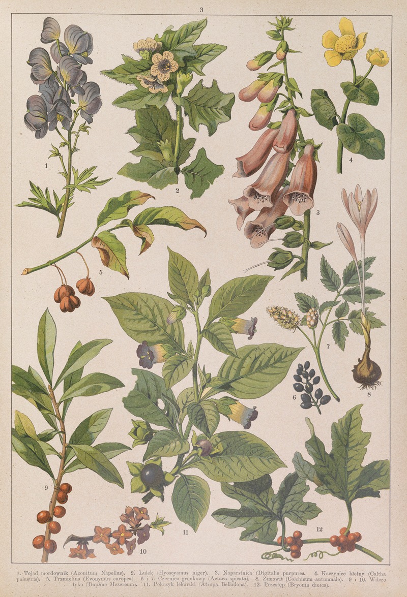 Historya naturalna w obrazach Pl.03 — Feliks Wermiński