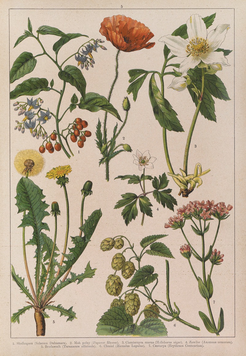 Historya naturalna w obrazach Pl.05 — Feliks Wermiński