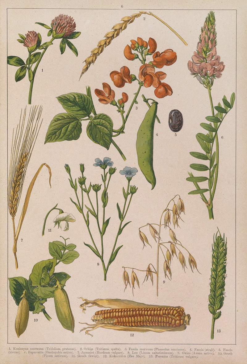 Historya naturalna w obrazach Pl.06 — Feliks Wermiński