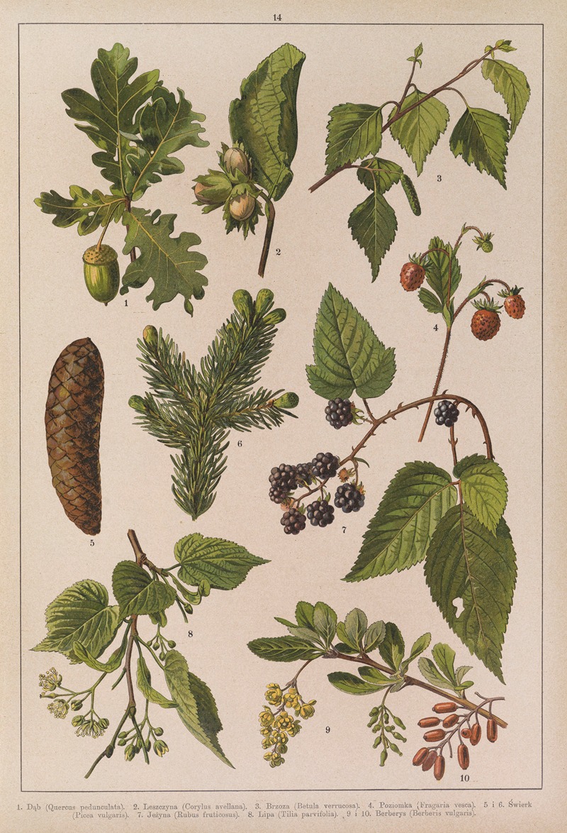 Historya naturalna w obrazach Pl.14 — Feliks Wermiński