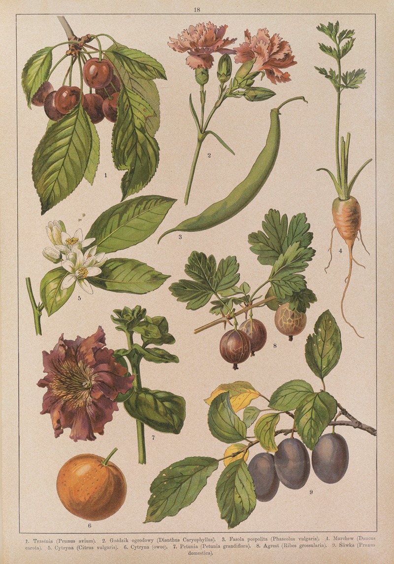Historya naturalna w obrazach Pl.18 — Feliks Wermiński
