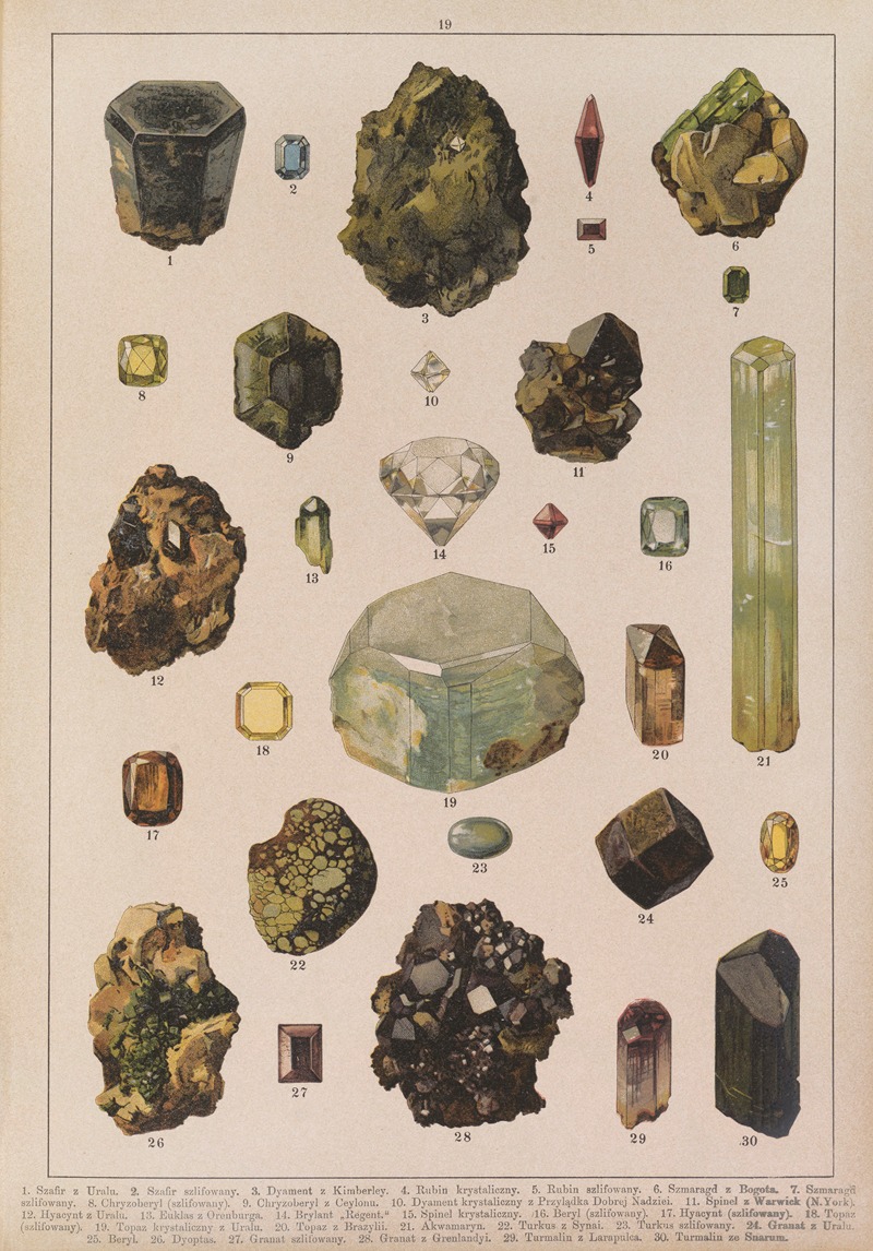 Historya naturalna w obrazach Pl.19 — Feliks Wermiński