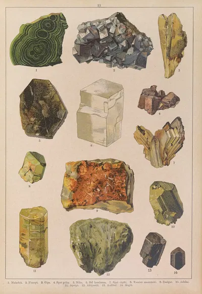 Historya naturalna w obrazach Pl.23 by Feliks Wermiński, 1893 — digital art print download