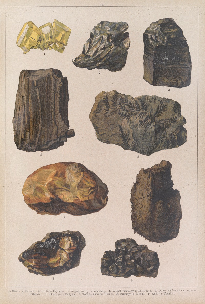 Historya naturalna w obrazach Pl.24 — Feliks Wermiński