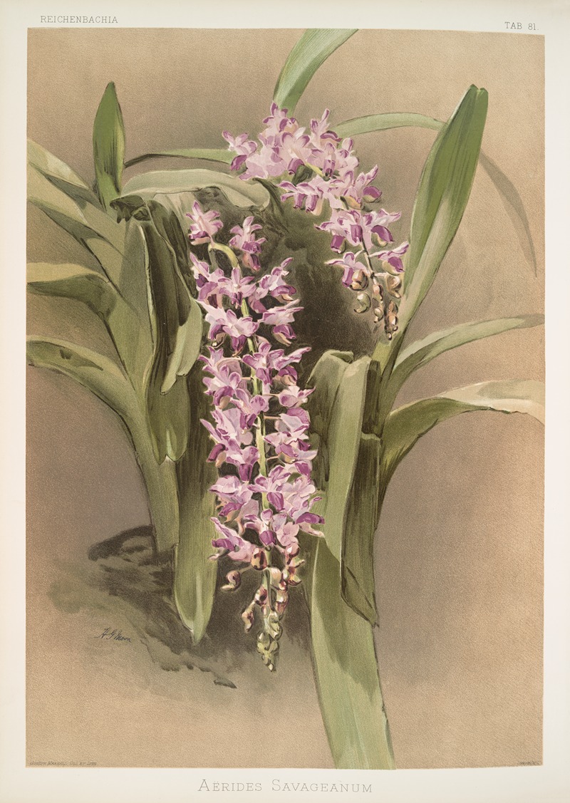 Aërides savageanum. by Frederick Sander, 1888-1894 — digital art print download