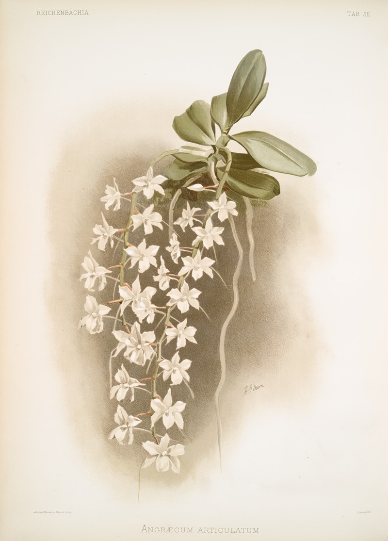 Angræcum articulatum. by Frederick Sander, 1888-1894 — digital art print download