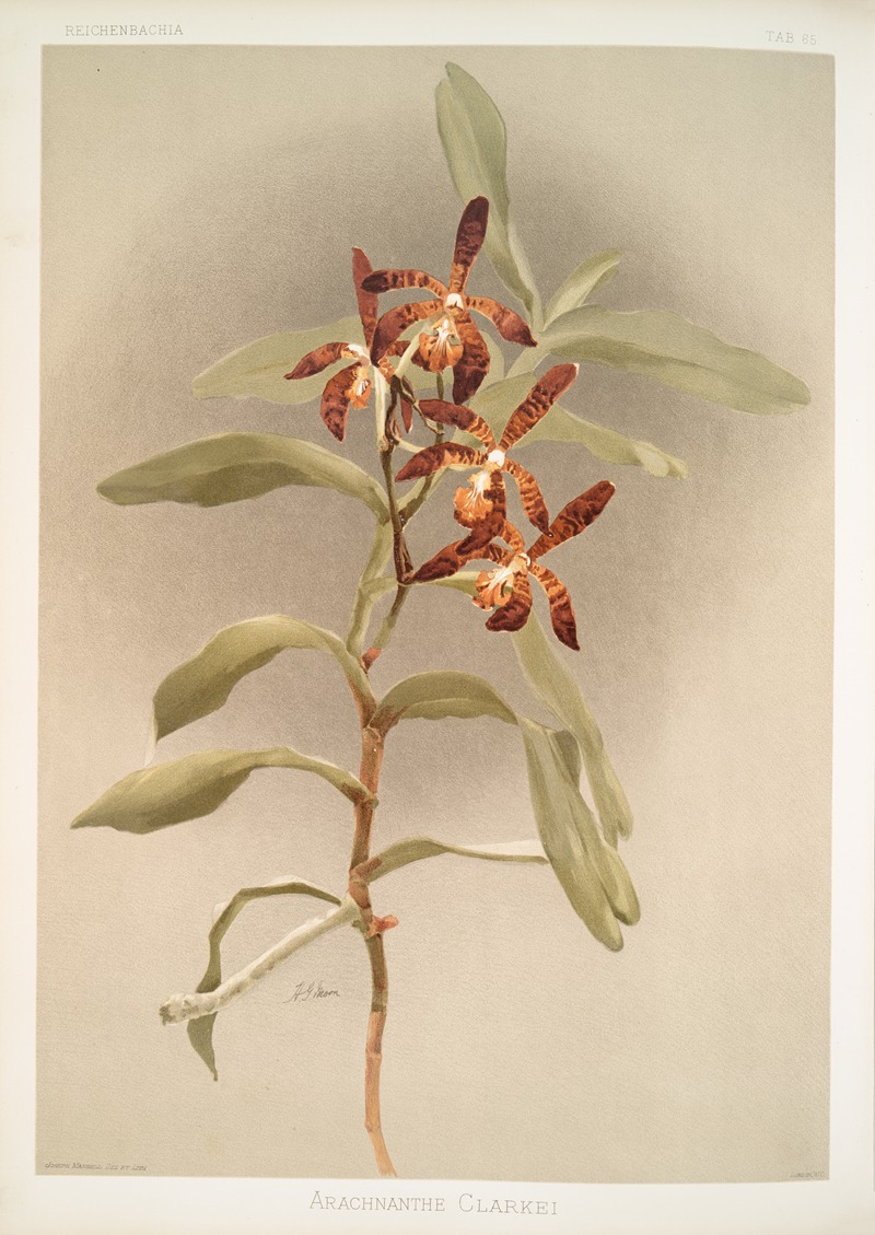 Arachnanthe clarkei. by Frederick Sander, 1888-1894 — digital art print download