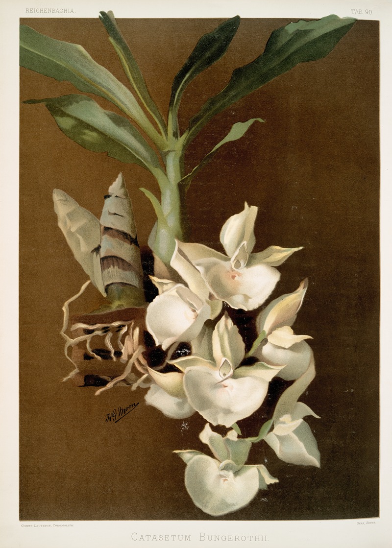 Catasetum bungerothii. by Frederick Sander, 1888-1894 — digital art print download