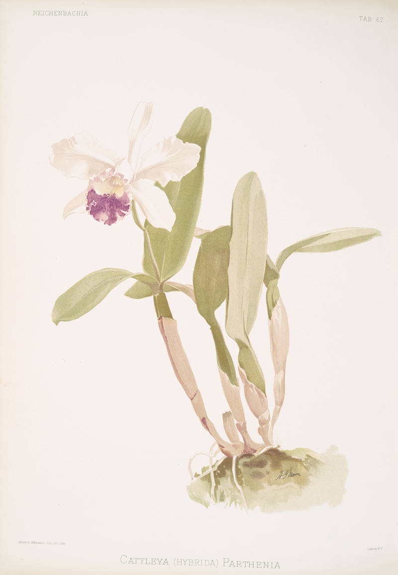 Cattleya (hybrida) parthenia. by Frederick Sander, 1888-1894 — digital art print download