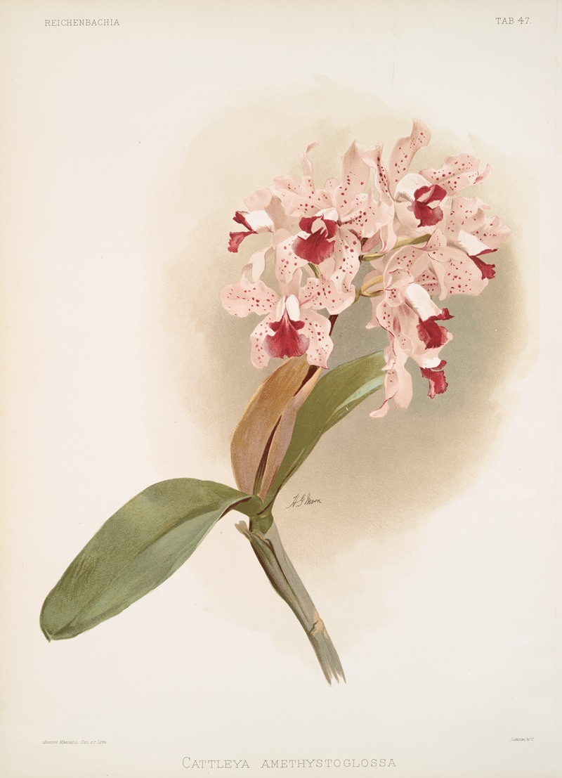 Cattleya amethystoglossa. by Frederick Sander, 1888-1894 — digital art print download