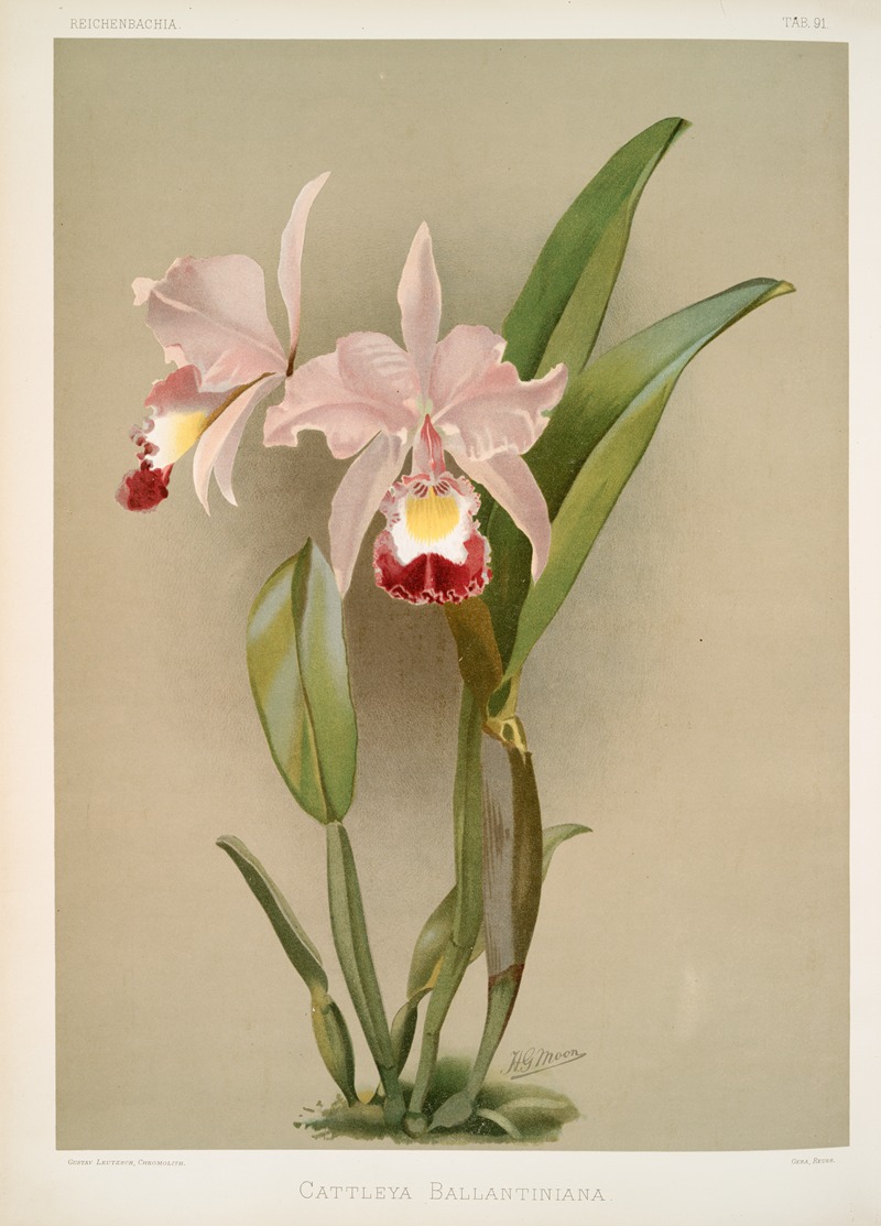 Cattleya ballantiniana. by Frederick Sander, 1888-1894 — digital art print download