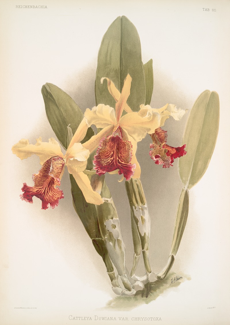 Cattleya dowiana var chrysotoxa. by Frederick Sander, 1888-1894 — digital art print download