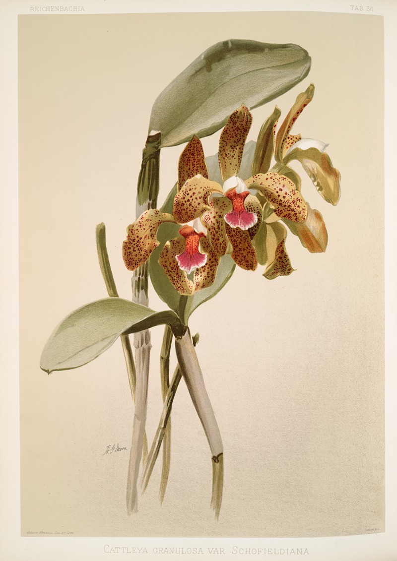 Cattleya granulosa var schofieldiana. — Frederick Sander