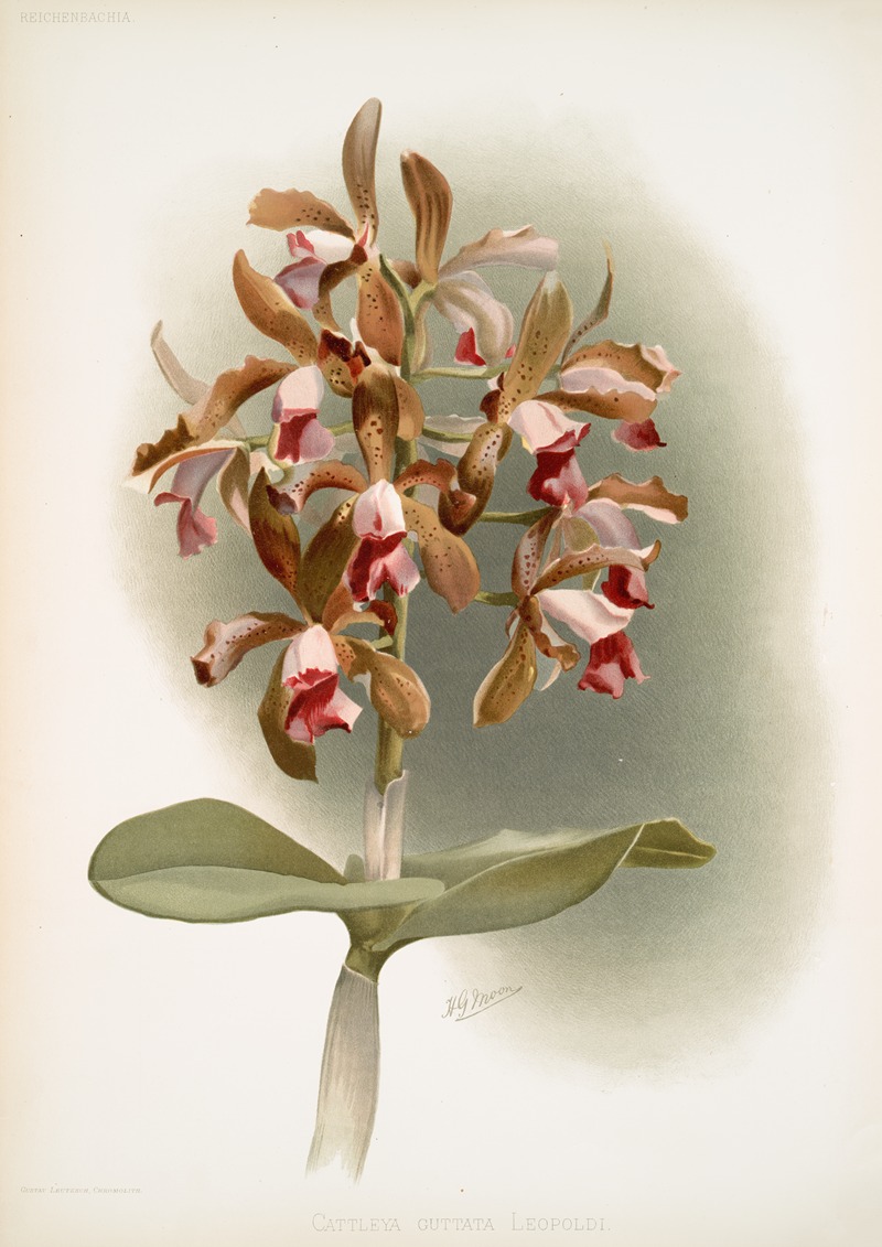 Cattleya guttata leopoldi. by Frederick Sander, 1888-1894 — digital art print download