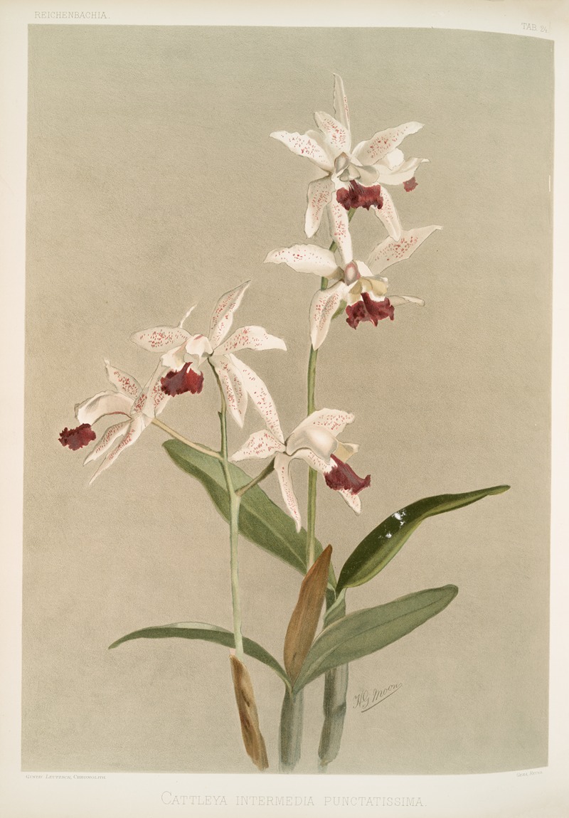 Cattleya intermedia punctatissima. by Frederick Sander, 1888-1894 — digital art print download
