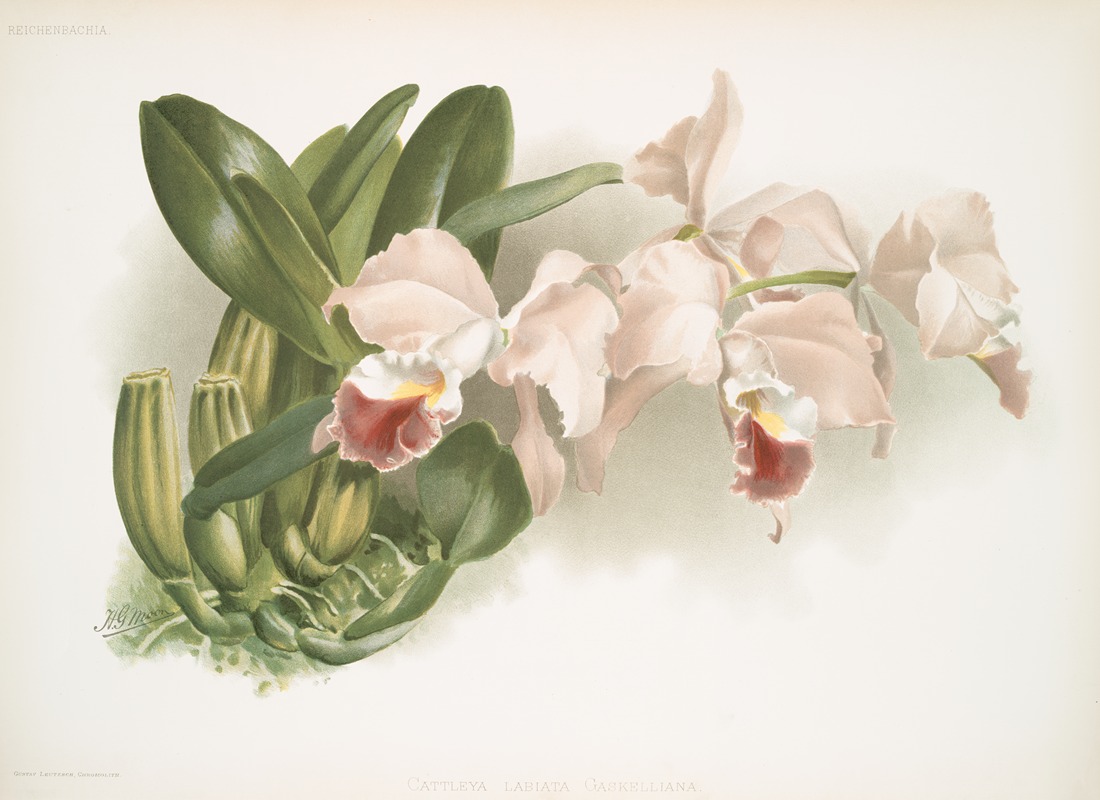 Cattleya labiata gaskelliana. — Frederick Sander