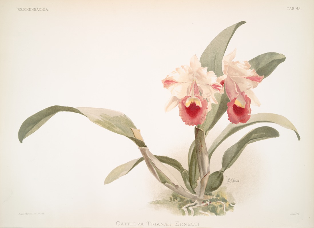 Cattleya labiata trianaei. by Frederick Sander, 1888-1894 — digital art print download