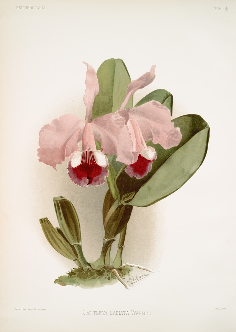 Cattleya labiata warneri. by Frederick Sander, 1888-1894 — digital art print download