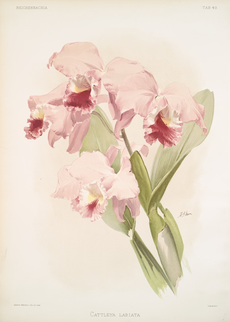 Cattleya labiata. by Frederick Sander, 1888-1894 — digital art print download