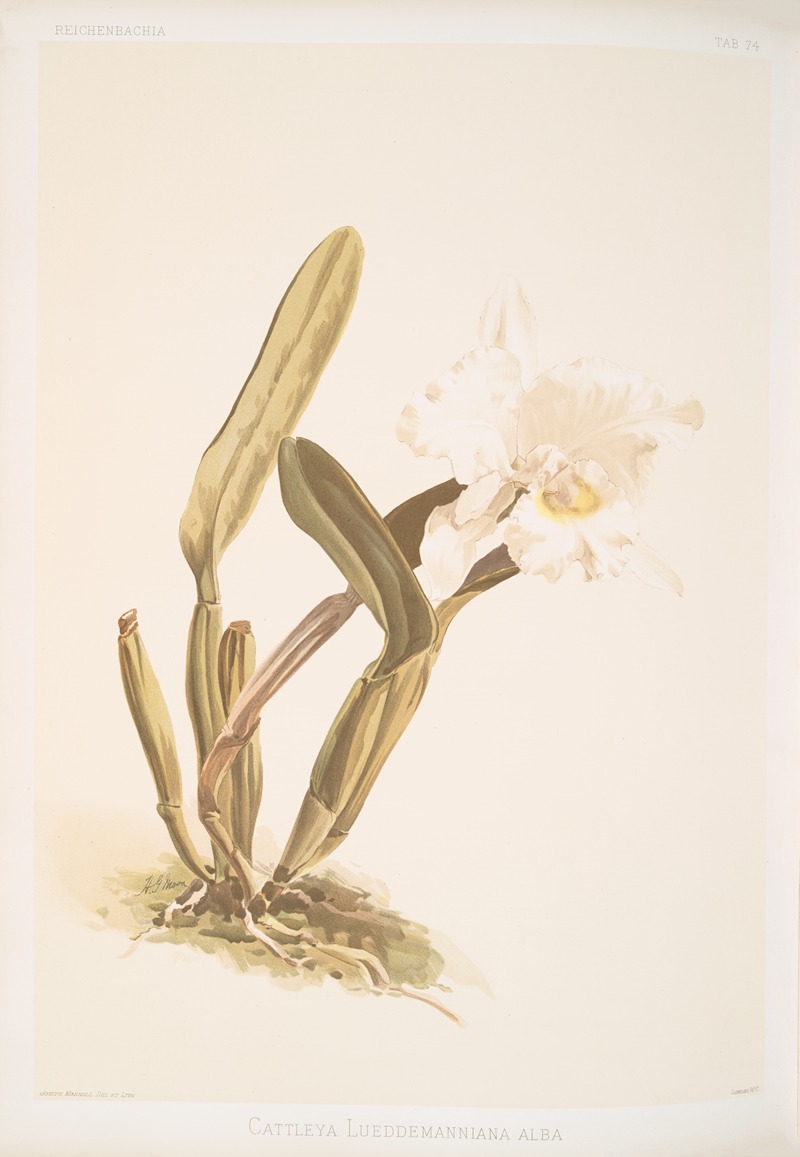 Cattleya lueddemanniana alba. — Frederick Sander