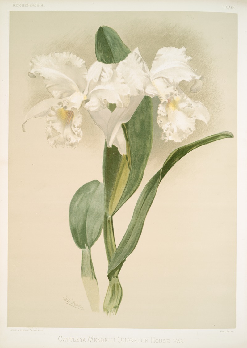 Cattleya mendelii quorndon house var. — Frederick Sander
