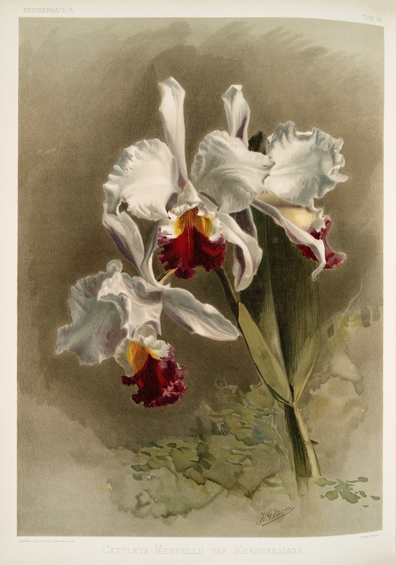 Cattleya mendellii var measuresiana. — Frederick Sander