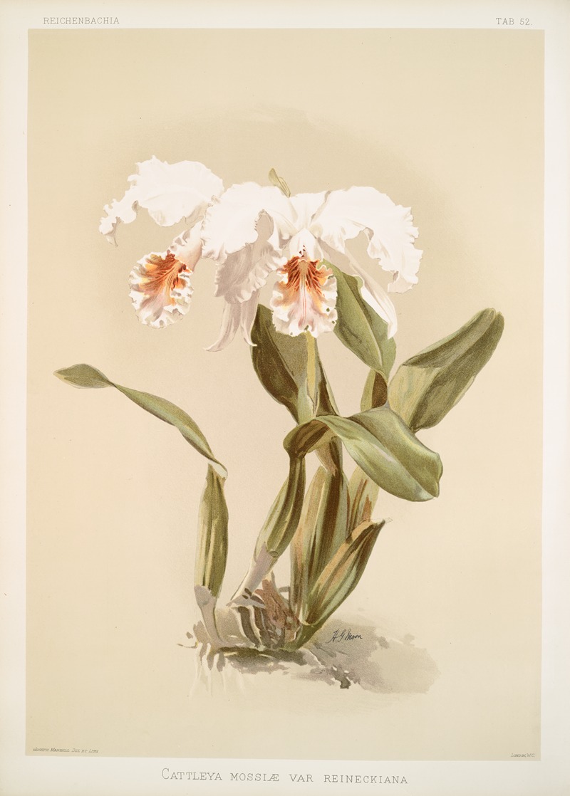 Cattleya mossiæ var reineckiana. by Frederick Sander, 1888-1894 — digital art print download
