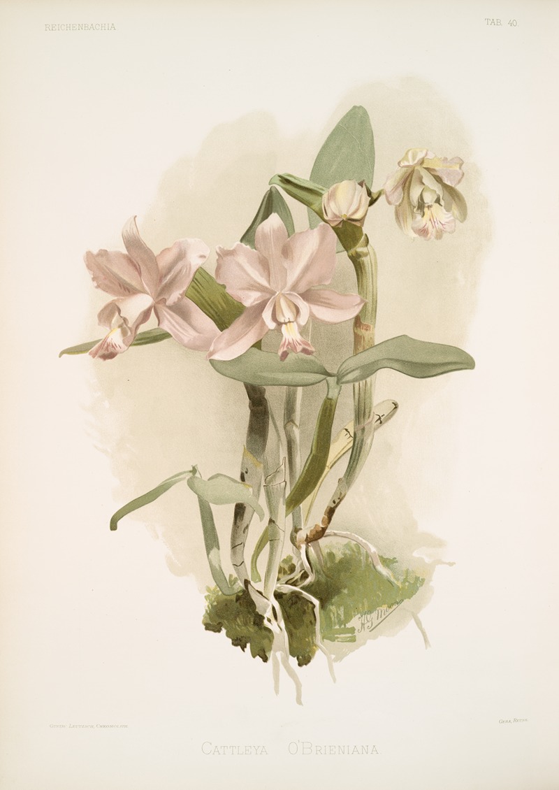 Cattleya o'brieniana. by Frederick Sander, 1888-1894 — digital art print download