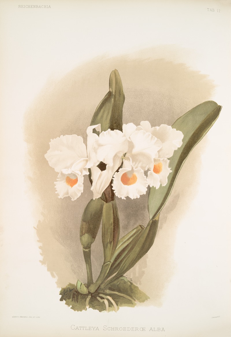 Cattleya schroederoe alba by Frederick Sander, 1888-1894 — digital art print download