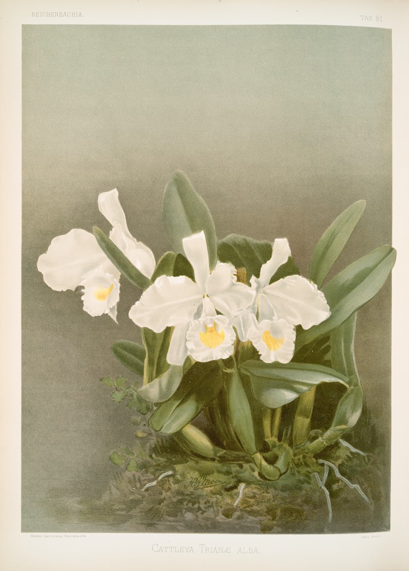 Cattleya trianæ alba. by Frederick Sander, 1888-1894 — digital art print download