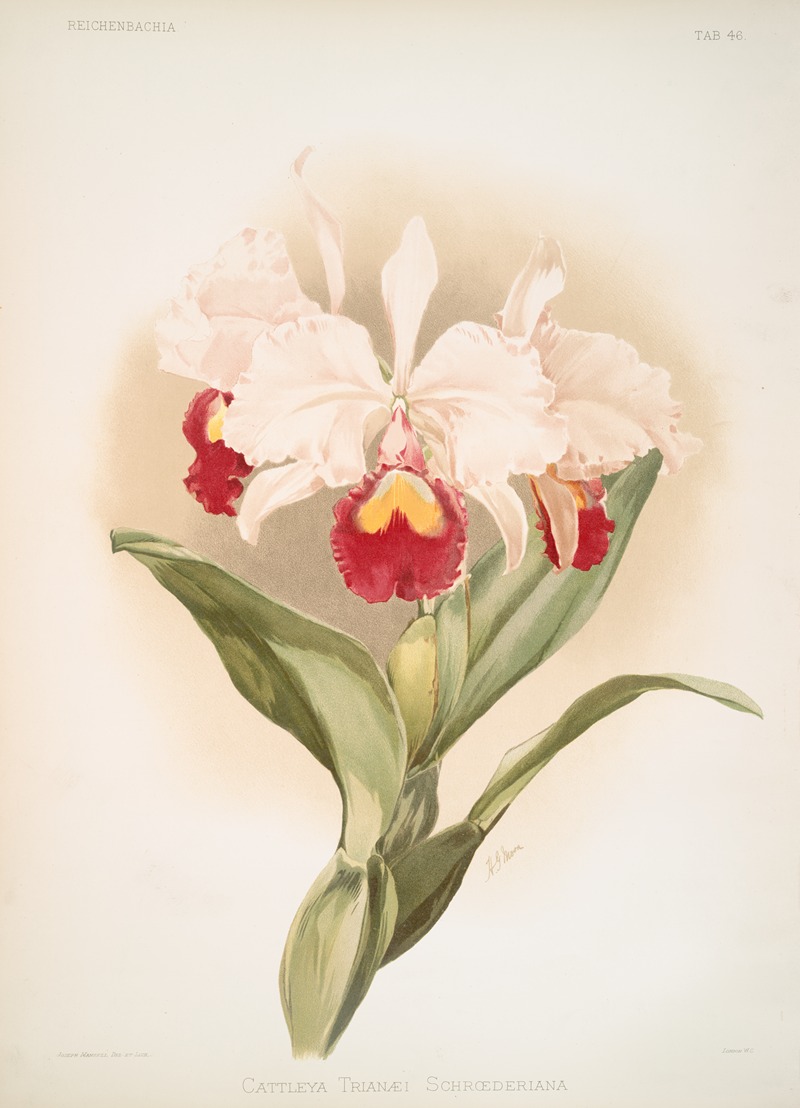 Cattleya trianaei schroederiana. by Frederick Sander, 1888-1894 — digital art print download