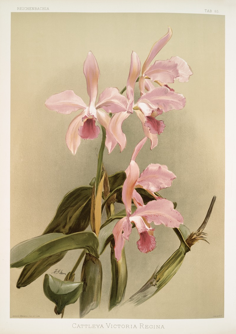 Cattleya victoria regina. by Frederick Sander, 1888-1894 — digital art print download