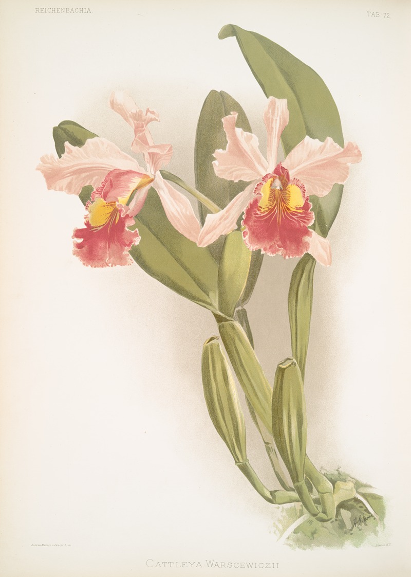 Cattleya warscewiczii. by Frederick Sander, 1888-1894 — digital art print download