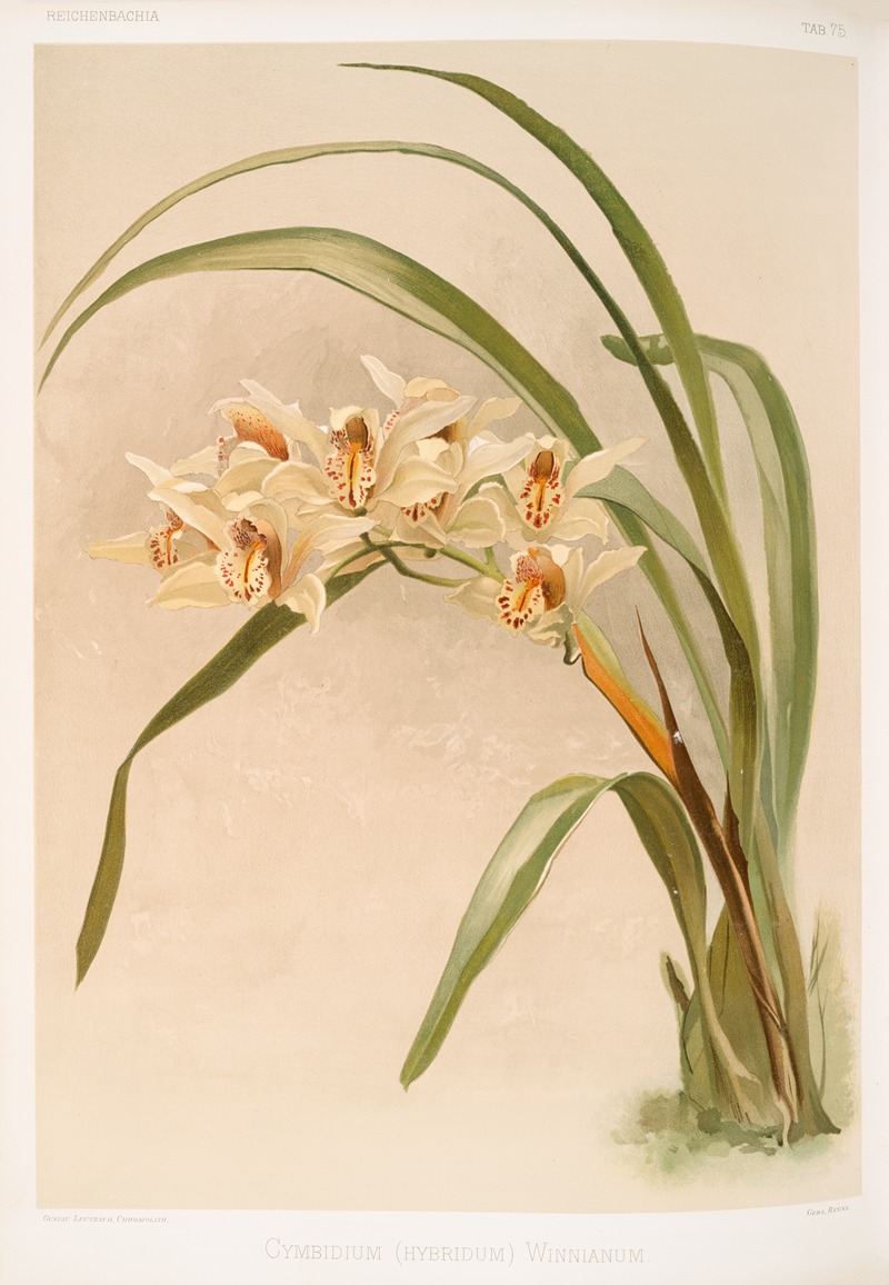 Cymbidium (hybridum) winnianum. — Frederick Sander