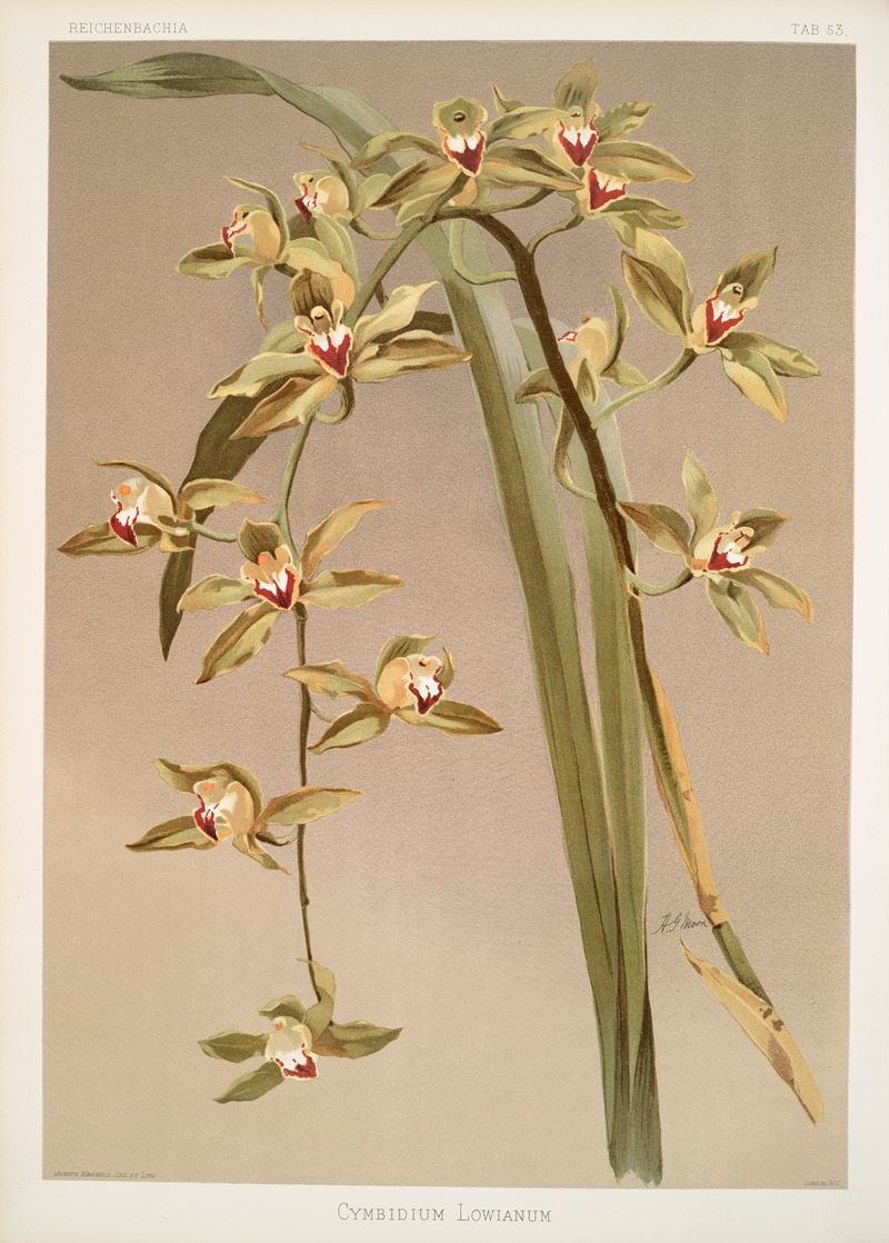 Cymbidium lowianum. by Frederick Sander, 1888-1894 — digital art print download