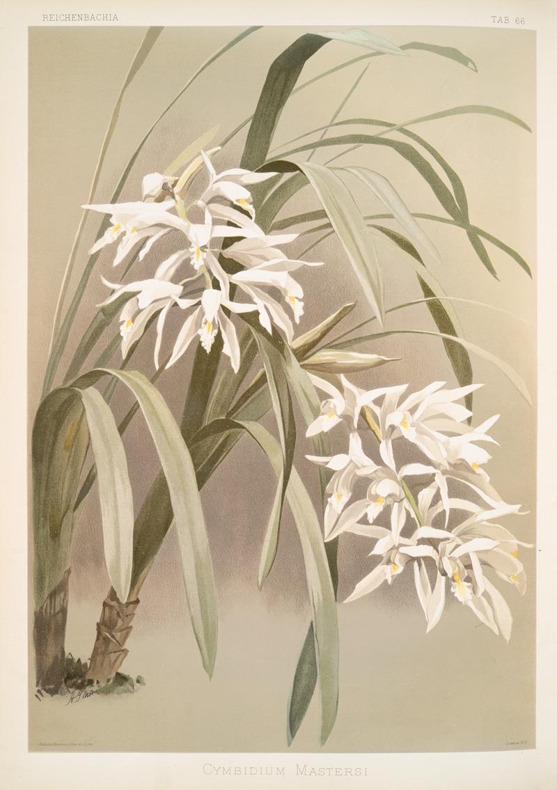 Cymbidium mastersi. by Frederick Sander, 1888-1894 — digital art print download