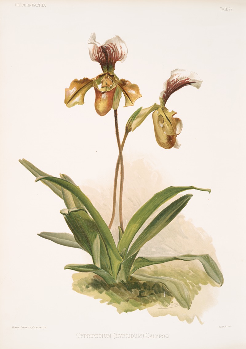 Cypripedium (hybridum) calypso. — Frederick Sander